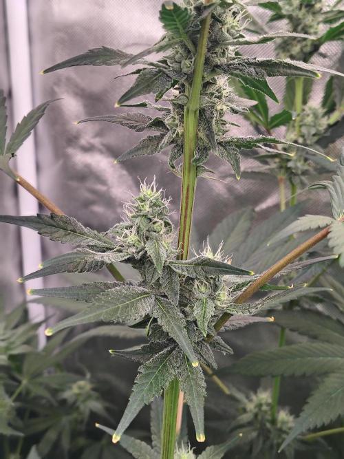 RS11 (Rainbow Sherbet). Week 9