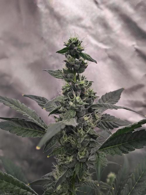 RS11 (Rainbow Sherbet). Week 9