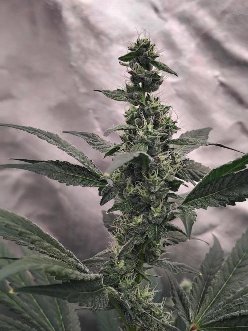 RS11 (Rainbow Sherbet). Week 9