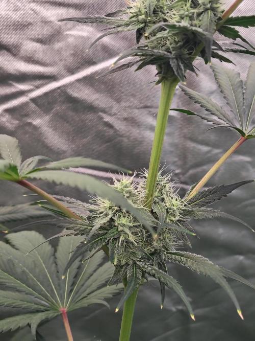 RS11 (Rainbow Sherbet). Week 9