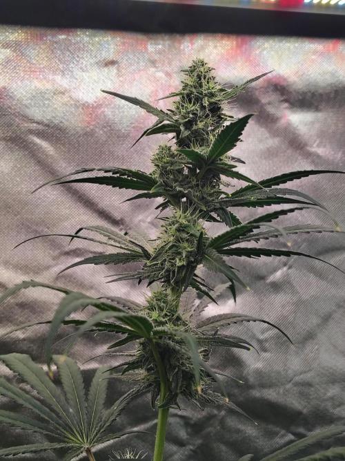 RS11 (Rainbow Sherbet). Week 9