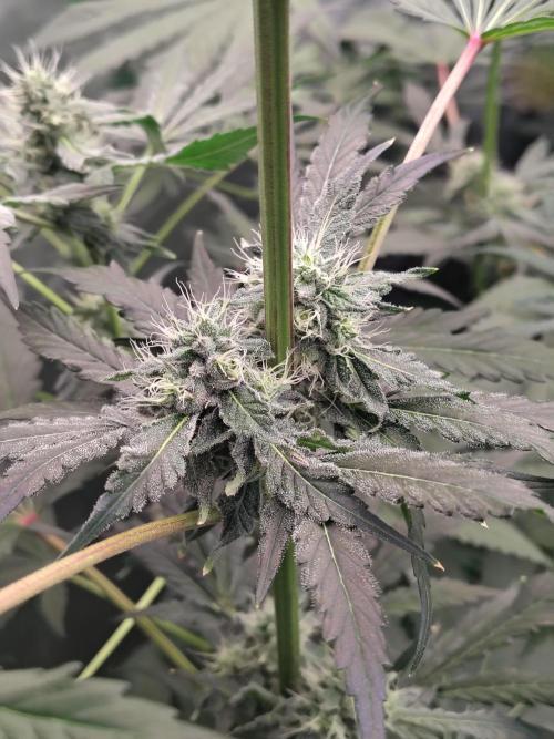 RS11 (Rainbow Sherbet). Week 9