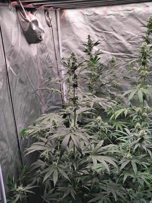 RS11 (Rainbow Sherbet). Week 9