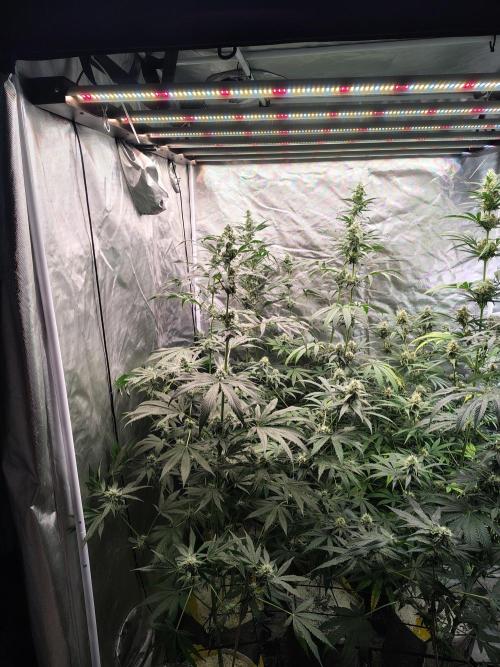 RS11 (Rainbow Sherbet). Week 9