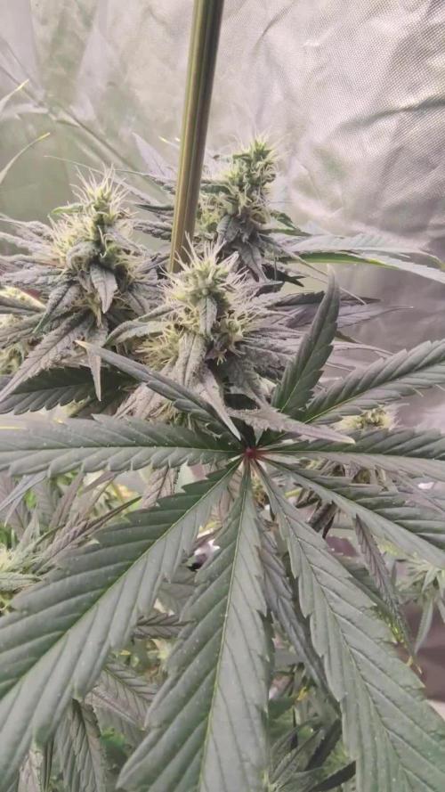 Sunset Sherbet