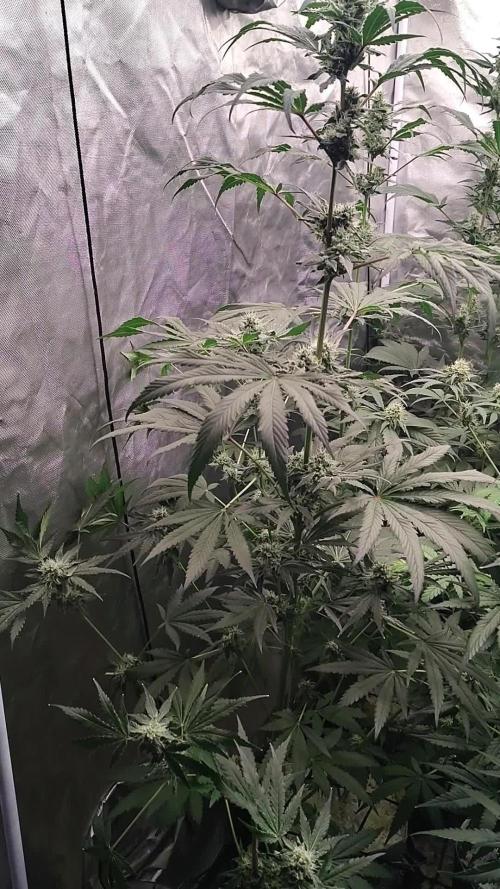 RS11 (Rainbow Sherbet)