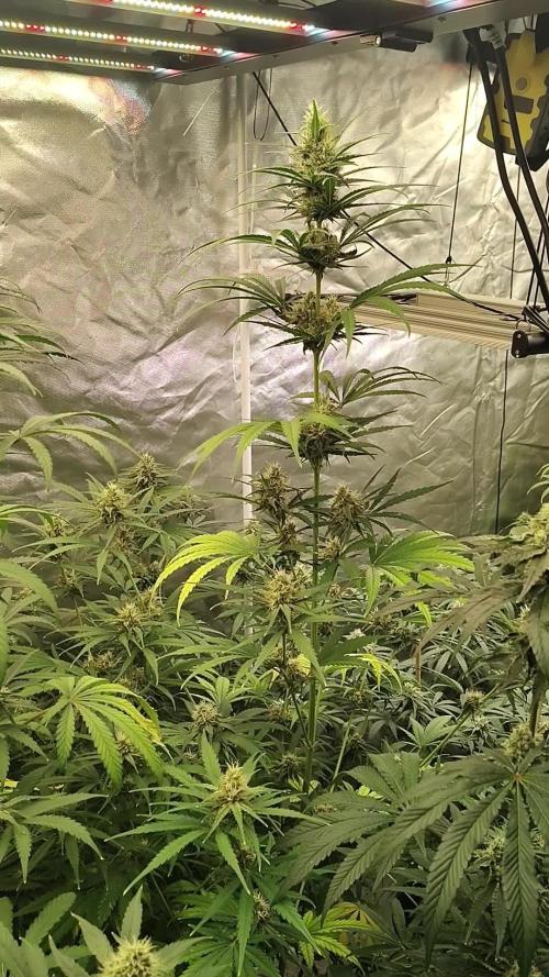 Sunset Sherbet Go Fast