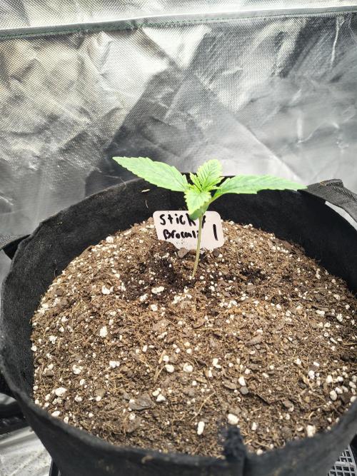 Sticky Broccoli. Week 1 - D9