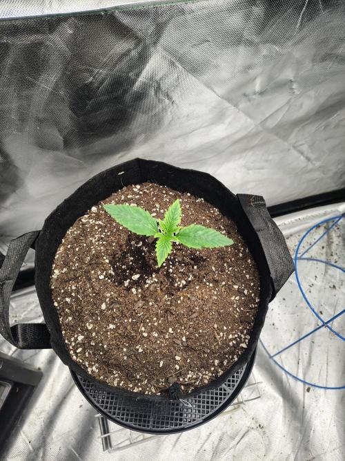 Sticky Broccoli. Week 1 - D9