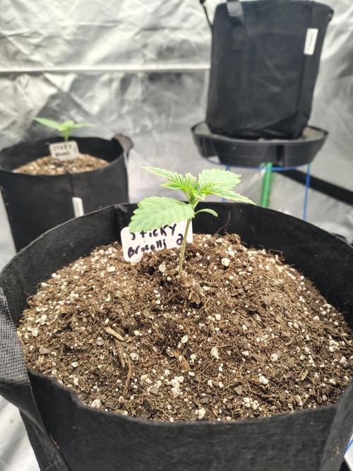 Sticky Broccoli. Week 1 - D9