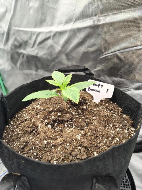 Goupy Banana. Week 1 - D9