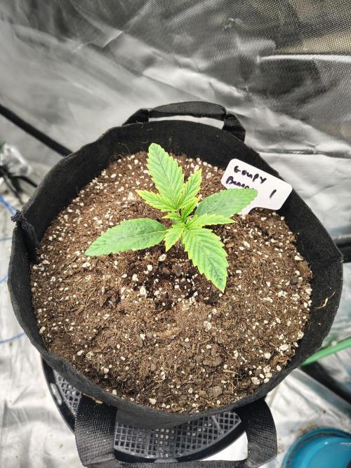 Goupy Banana. Week 1 - D9