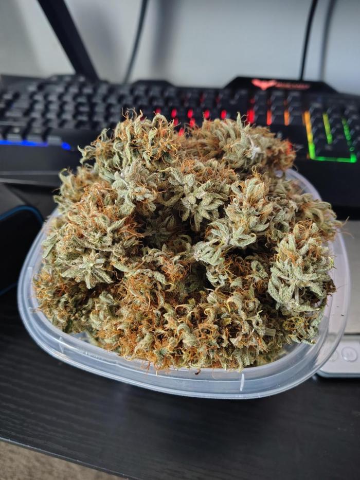 Juicy Blues Auto (Run #2). Week 10