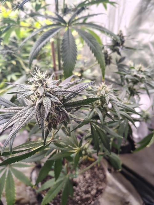 Sunset Sherbet. Week 10