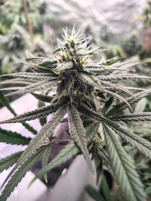 Sunset Sherbet. Week 10