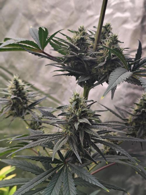 Sunset Sherbet. Week 10