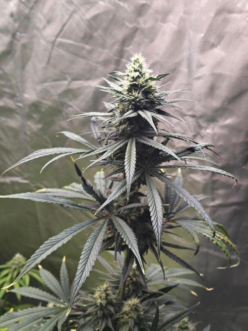 Sunset Sherbet. Week 10