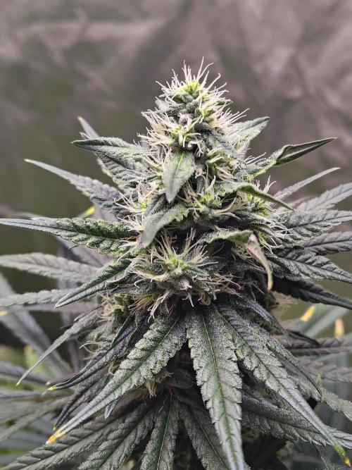 Sunset Sherbet. Week 10