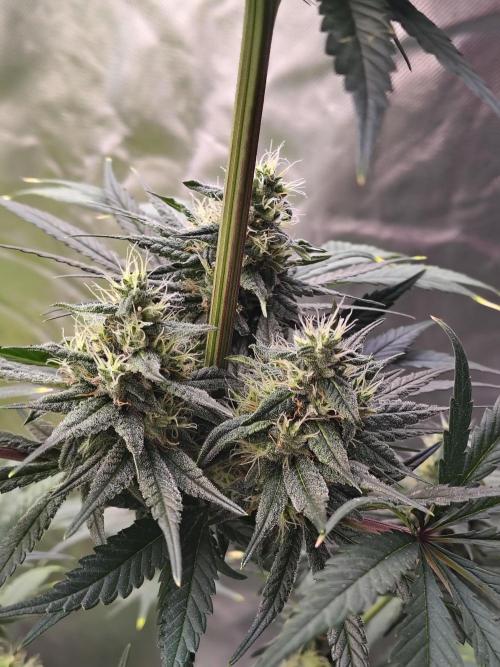 Sunset Sherbet. Week 10