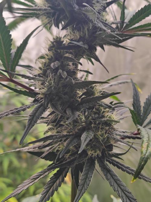 Sunset Sherbet. Week 10