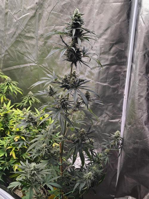 Sunset Sherbet. Week 10