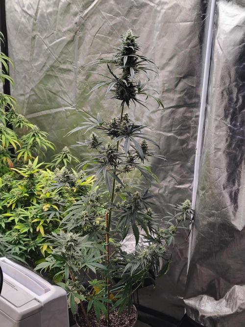 Sunset Sherbet. Week 10