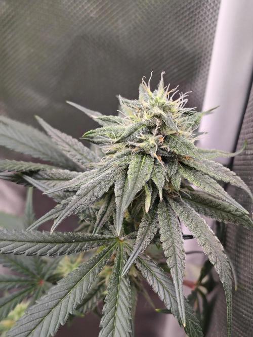 Sunset Sherbet. Week 10