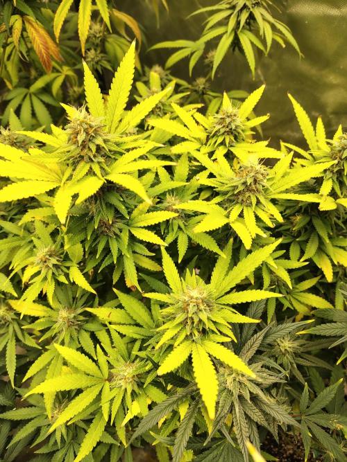 Alien Moonrocks. Week 15