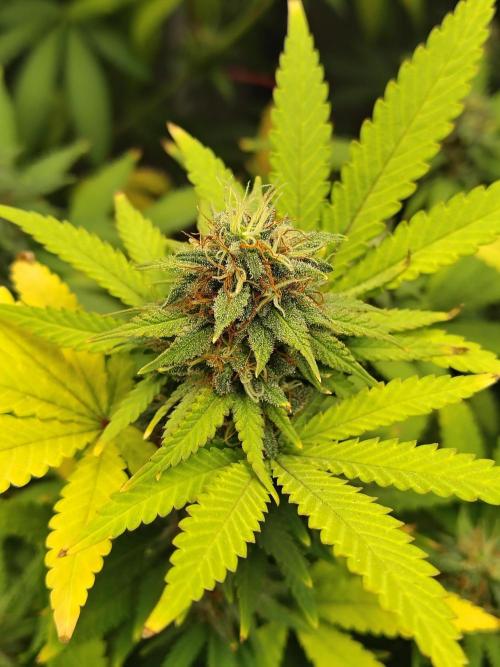 Alien Moonrocks. Week 15