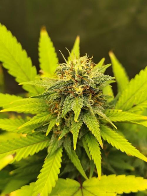 Alien Moonrocks. Week 15