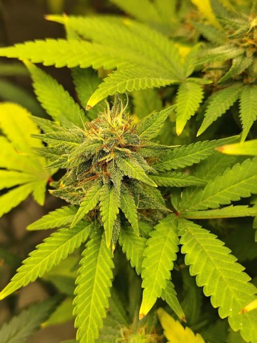 Alien Moonrocks. Week 15