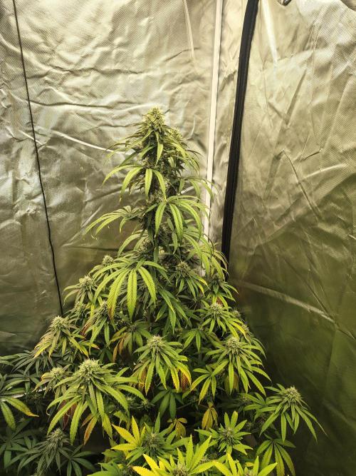 Blueberry Swirl. Week 16