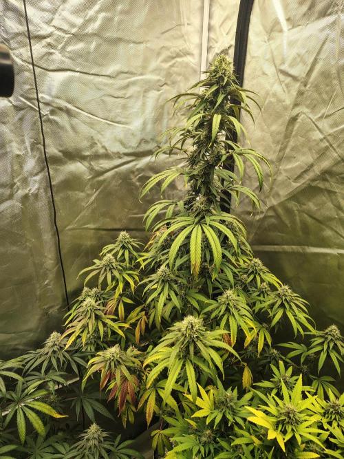 Blueberry Swirl. Week 16