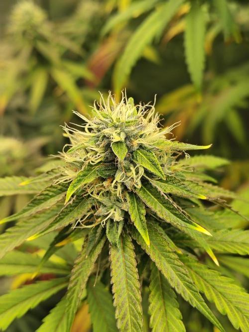 Blueberry Swirl. Week 16