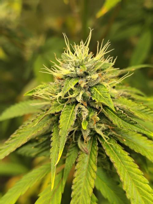 Blueberry Swirl. Week 16