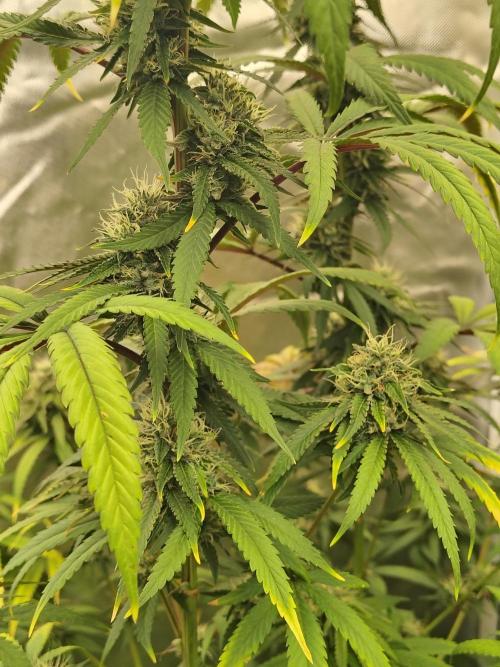 Blueberry Swirl. Week 16