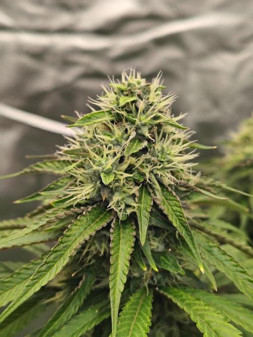 Blueberry Swirl. Week 16