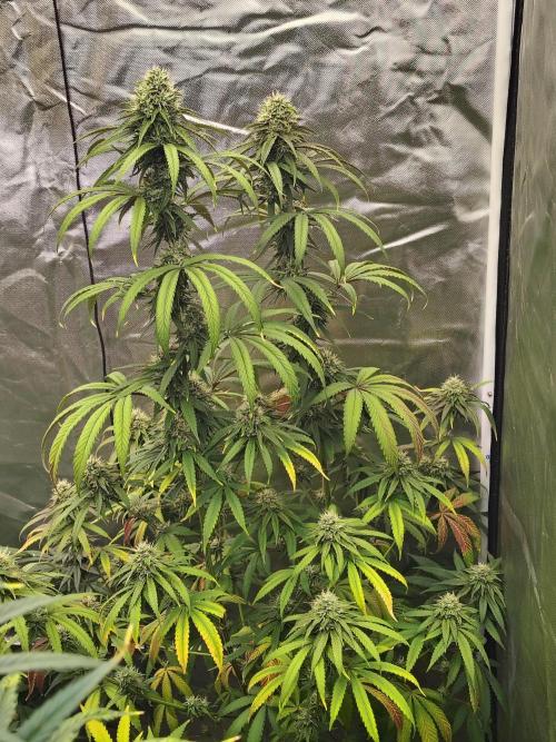 Blueberry Swirl. Week 16