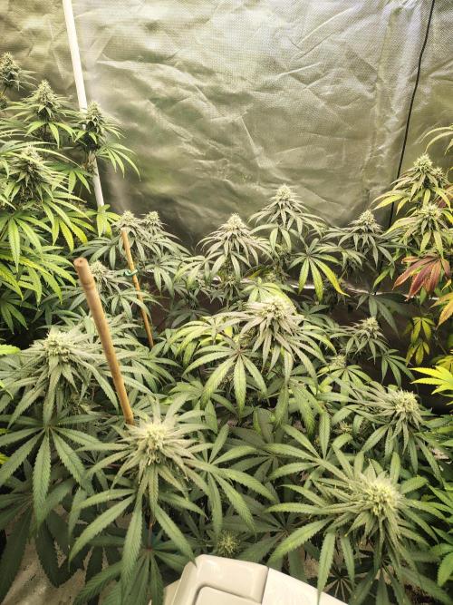 Sewer Fruit. Week 11