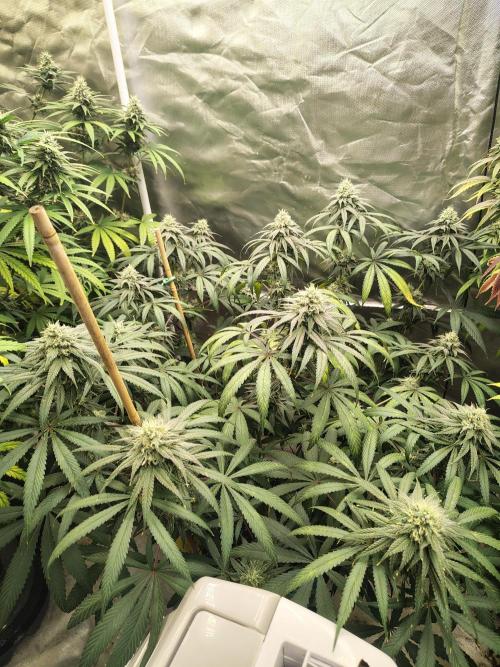 Sewer Fruit. Week 11