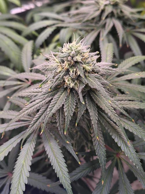 Sewer Fruit. Week 11