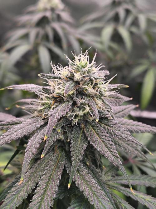 Sewer Fruit. Week 11