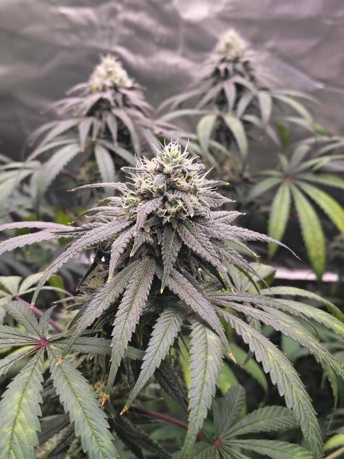 Sewer Fruit. Week 11