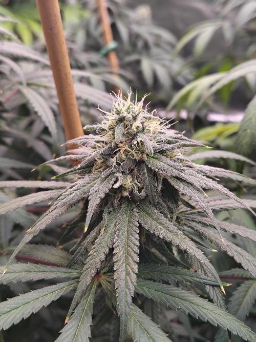 Sewer Fruit. Week 11