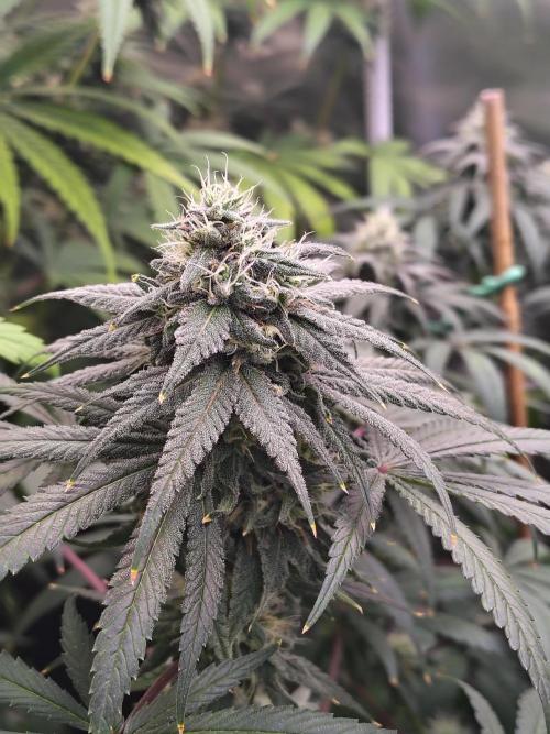 Sewer Fruit. Week 11