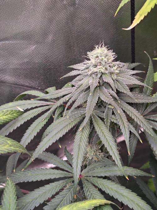 Sewer Fruit. Week 11