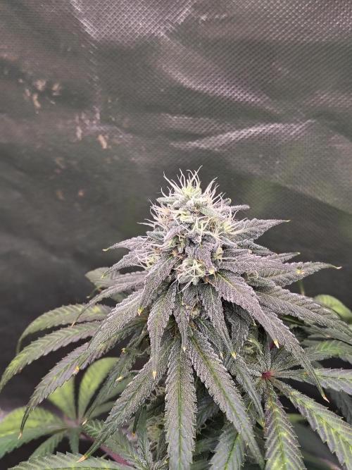 Sewer Fruit. Week 11