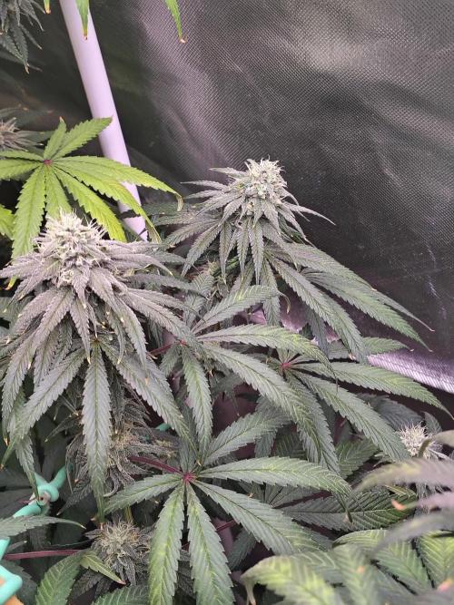 Sewer Fruit. Week 11