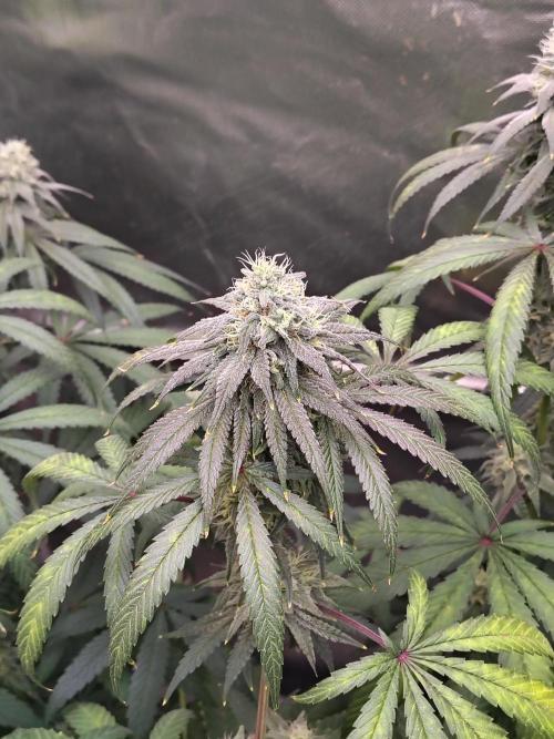 Sewer Fruit. Week 11