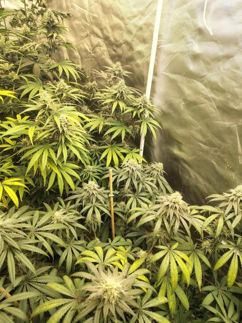 Sewer Fruit. Week 11